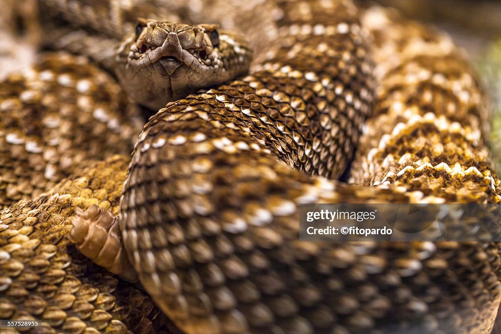 Mexican West Coast Rattlesnake