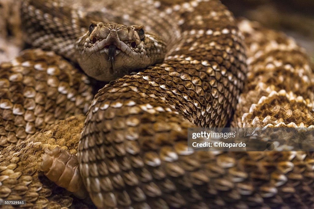 Mexican West Coast Rattlesnake