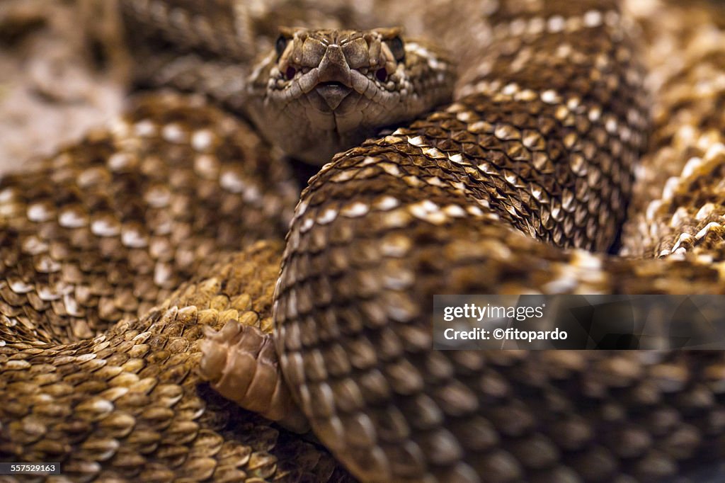 Mexican West Coast Rattlesnake