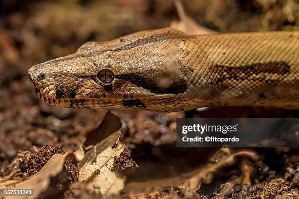 Boa Ratonera Red Tail Boa Constrictor Photos and Premium High Res Pictures - Getty ...