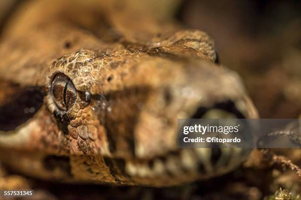 boa constrictor snake - madagascar boa stock pictures, royalty-free photos & images