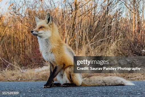 Red Fox Profile Portrait High-Res Stock Photo - Getty Images
