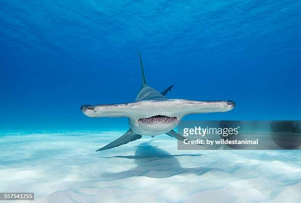 face on with a hammer - shark teeth stock-fotos und bilder