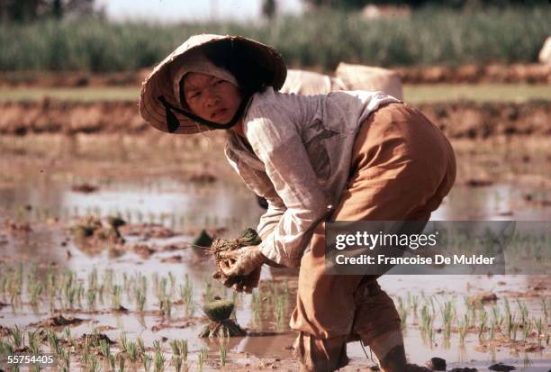 Transplanting of the rice to Lay My . On 1988. FDM-333-11.