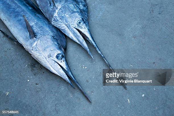 swordfishes on the ground at shenzhen bay - swordfish ストックフォトと画像
