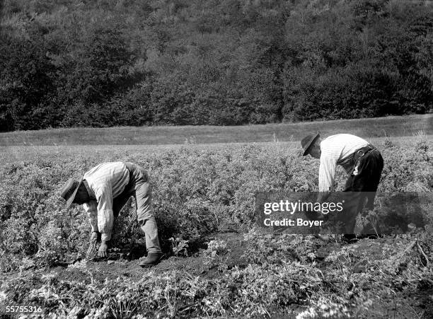 Culture of the absinthe. Reaping of the armoise or great absinthe in the billhook. France, on 1906. BOY-819.