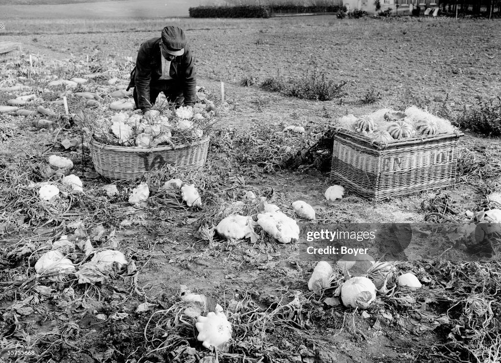 Culture of curious gourds (let us suffer). France,