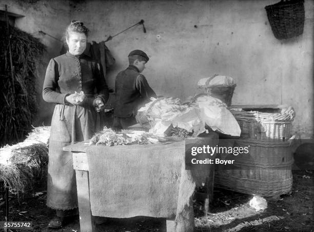 Cleaning of chicory for the sale. France, on 1906. BOY-869.