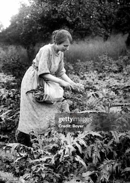 Harvest of artichokes. France, on 1923. BOY-12765.