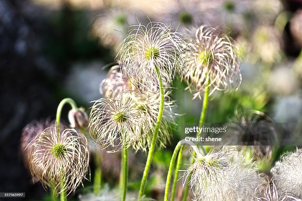 Faded Pasqueflower