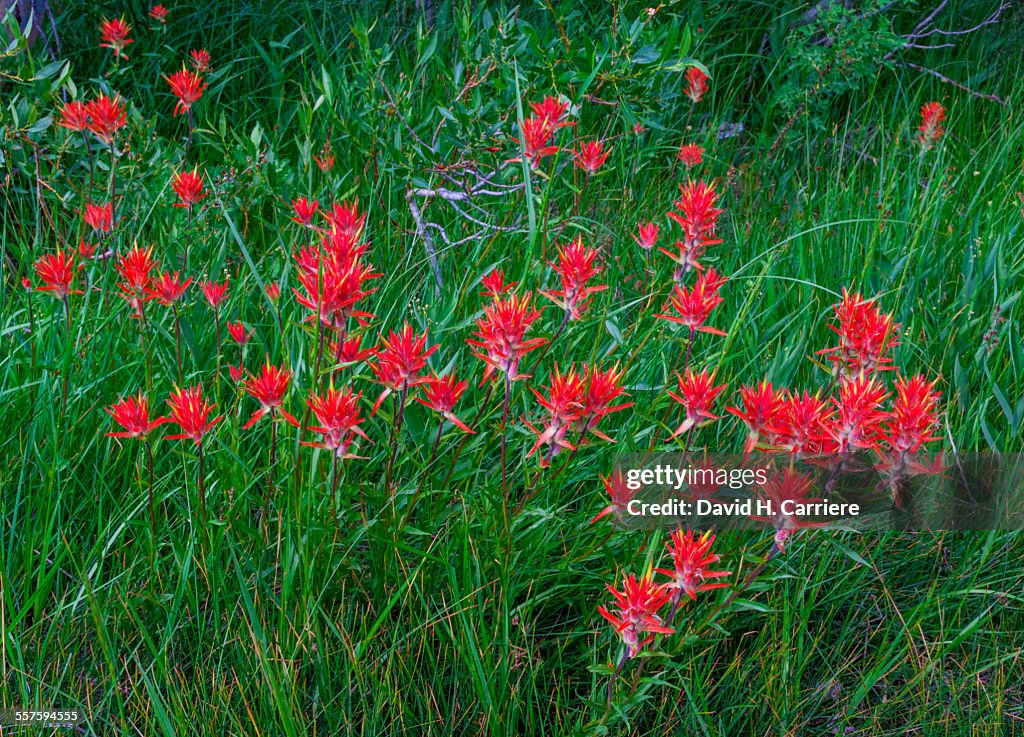 Wildflowers, South Lake, Bishop, California