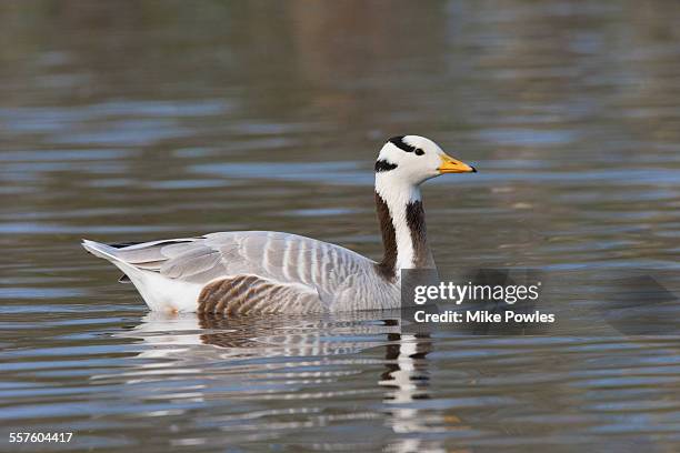 bar-headed goose, swimming - anser indicus stock pictures, royalty-free photos & images
