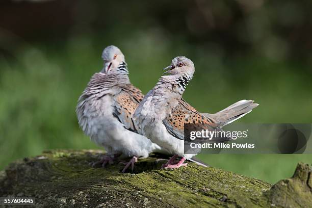 pair of turtle doves - turtle doves stock pictures, royalty-free photos & images