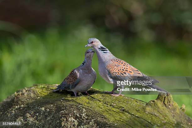 pair of turtle doves - turtle doves stock pictures, royalty-free photos & images