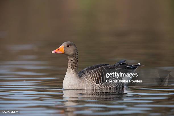 greylag goose swimming - graugans stock-fotos und bilder