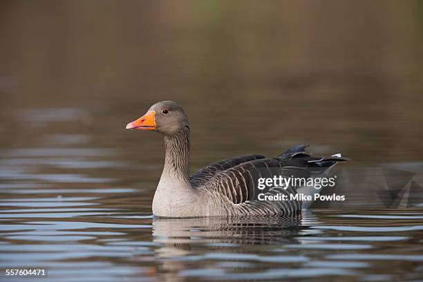 greylag goose swimming - greylag goose stock pictures, royalty-free photos & images