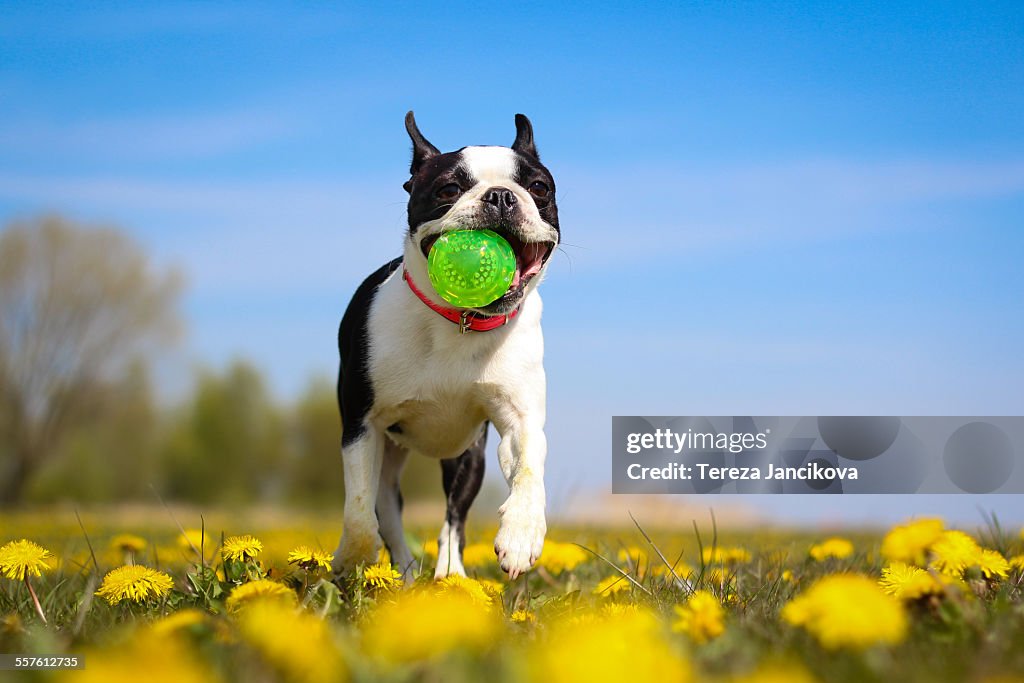 Boston Terrier dog running over dandelion field