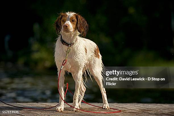 red lead on the dock - brittany spaniel stock pictures, royalty-free photos & images