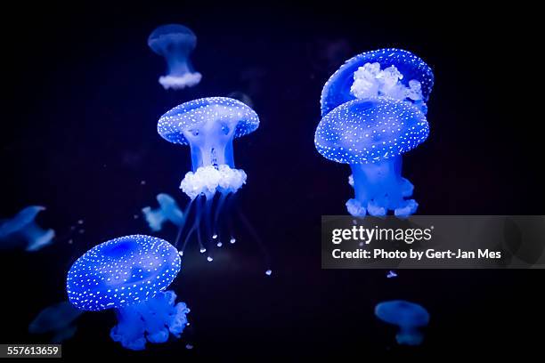 glowing jellyfish - bioluminescence stock-fotos und bilder