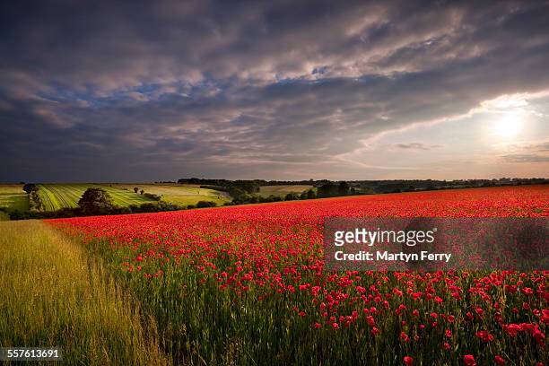 red poppies - oxfordshire stock pictures, royalty-free photos & images