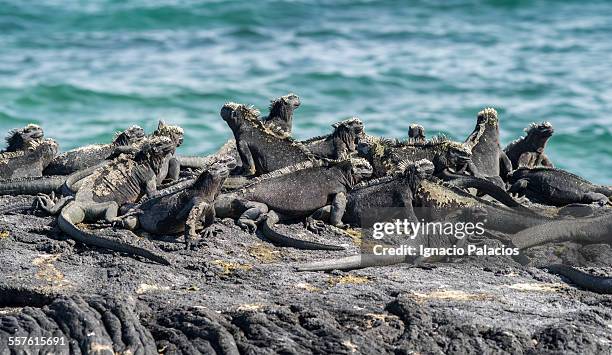 marine iguanas (amblyrhynchus cristatus) - marine iguana fotografías e imágenes de stock