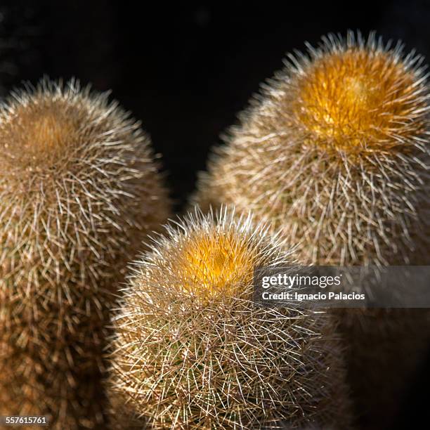 brachycereus cactus (lava cactus) - lava cacti brachycereus nesioticus stock pictures, royalty-free photos & images