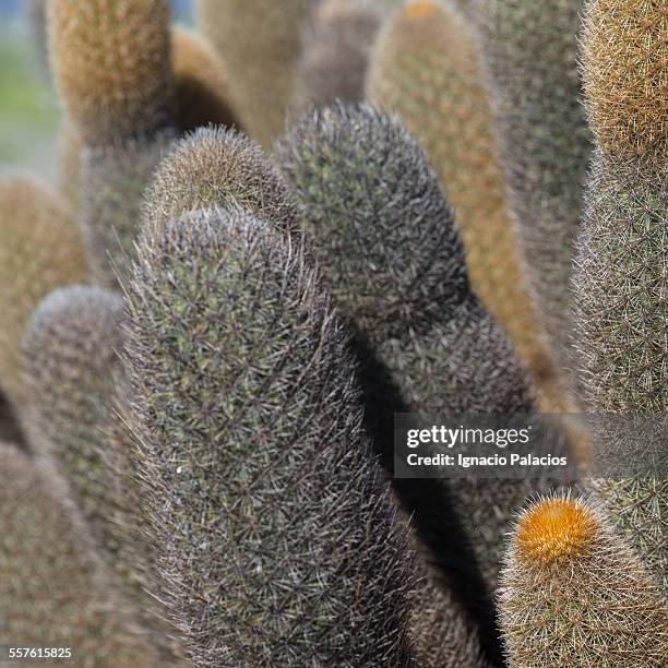brachycereus cactus (lava cactus) - lava cacti brachycereus nesioticus stock pictures, royalty-free photos & images