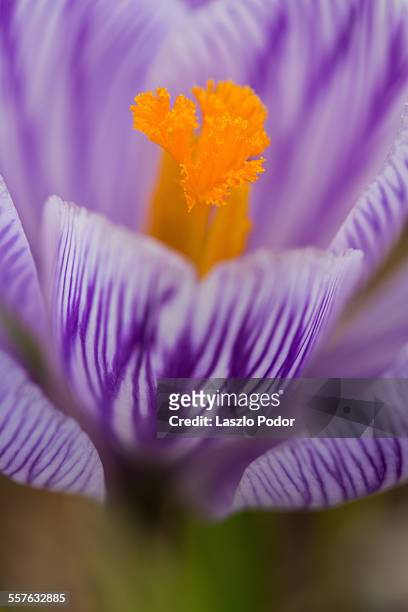 macro image of a crocus flower - pistil stock pictures, royalty-free photos & images