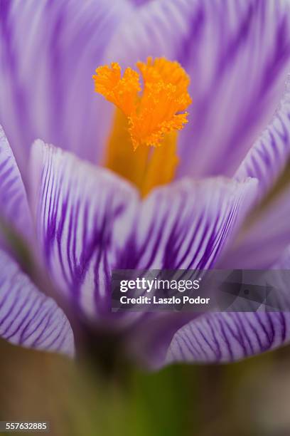 macro image of a crocus flower - pistill bildbanksfoton och bilder