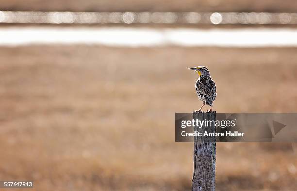 meadowlark on an old fence post - western meadowlark stock pictures, royalty-free photos & images