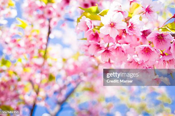 pink cherry blossoms in bloom - cerezos en flor fotografías e imágenes de stock
