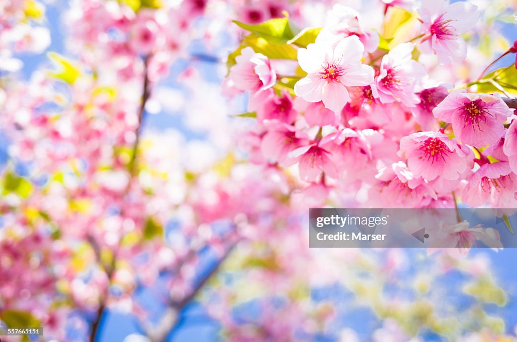 Pink cherry blossoms in bloom