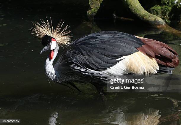 grey crowned crane - grulla coronada fotografías e imágenes de stock