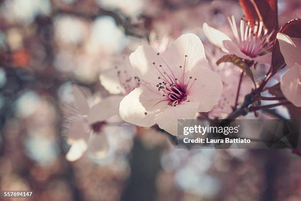 ornamental plum flower - dogwood blossom - fotografias e filmes do acervo