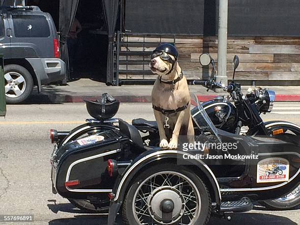 Dog in sidecar, Venice Beach California