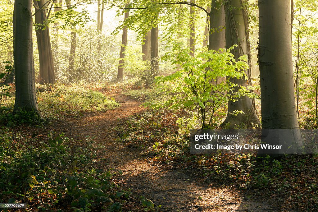 Forest walk