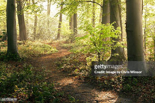 forest walk - woodland stock pictures, royalty-free photos & images