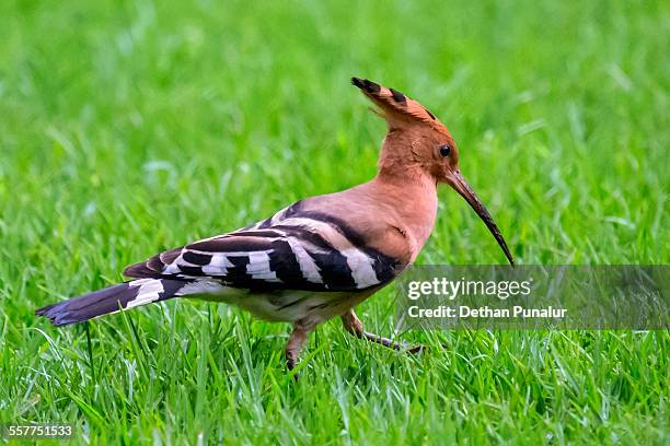 hoopoe (upupa epops) - hoopoe stock pictures, royalty-free photos & images