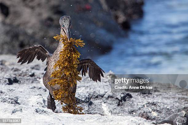 flightless cormorant with kelp for nesting - flightless cormorant stock pictures, royalty-free photos & images