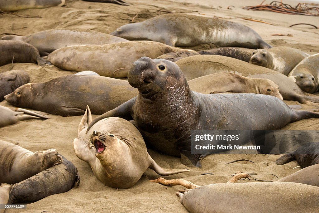 Northern elephant seal