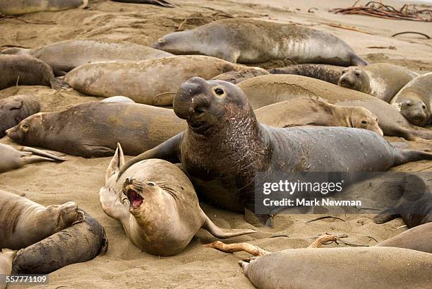 northern elephant seal - northern elephant seal stock pictures, royalty-free photos & images