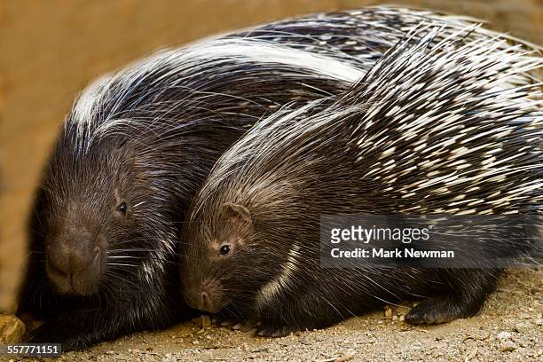 south african cape porcupine - african porcupine stock pictures, royalty-free photos & images