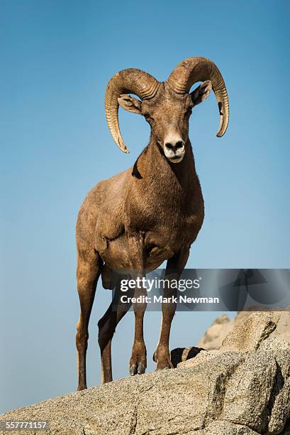 desert bighorn sheep - bighorn sheep stockfoto's en -beelden