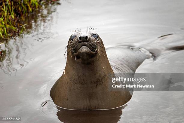 northern elephant seal - northern elephant seal stock pictures, royalty-free photos & images