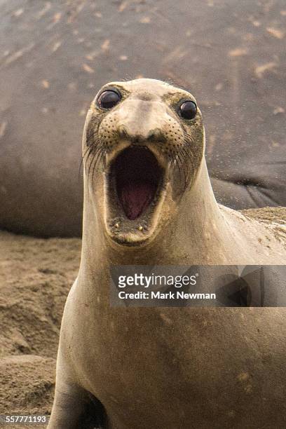 northern elephant seal - northern elephant seal stock-fotos und bilder