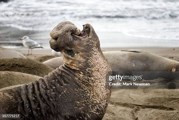 northern elephant seal - elephant seal stockfoto's en -beelden