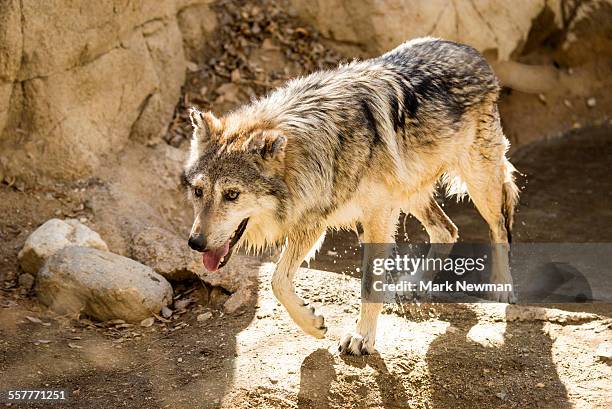 mexican gray wolf, lobo - lobo 個照片及圖片檔