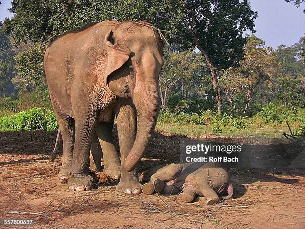 nepal, traveling in royal chitwan national park - chitwan - fotografias e filmes do acervo