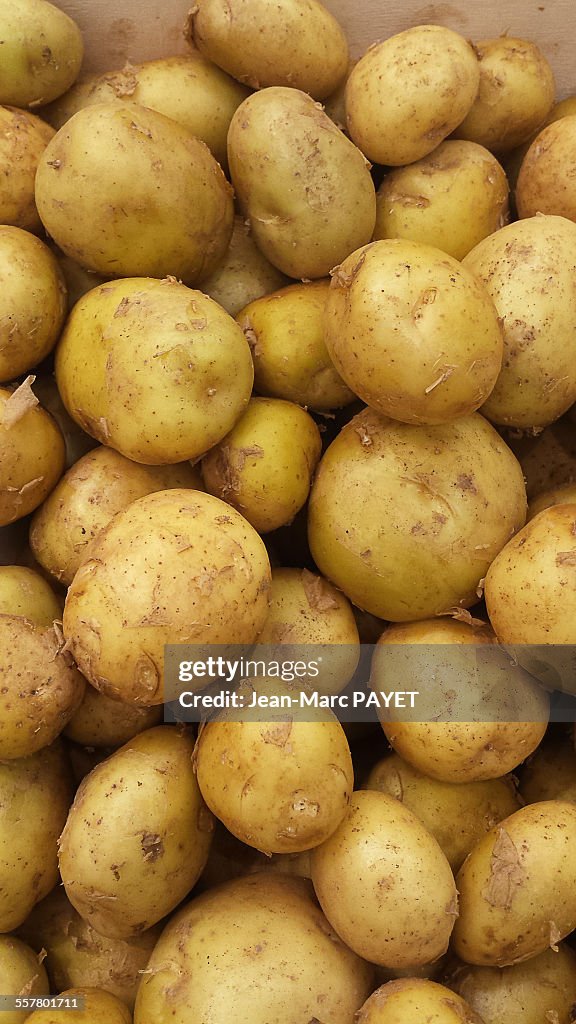 Close up of fresh potatoes of Noirmoutier