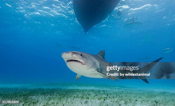 tiger under the boat - tiger shark imagens e fotografias de stock